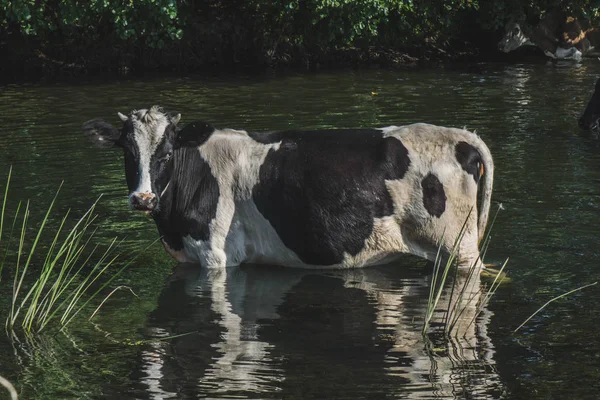 Vache noire et blanche à l'abreuvoir près de la petite rivière . — Photo