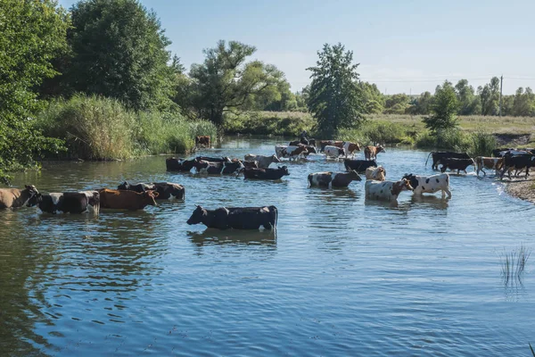 küçük bir nehir yakınındaki bir sulama yerinde sürü