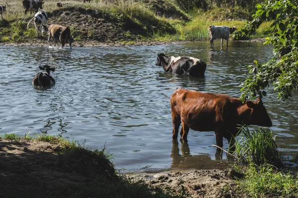 küçük bir nehir yakınındaki bir sulama yerinde sürü
