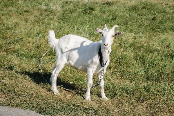 Pequena cabra branca pastando em um campo — Fotografia de Stock