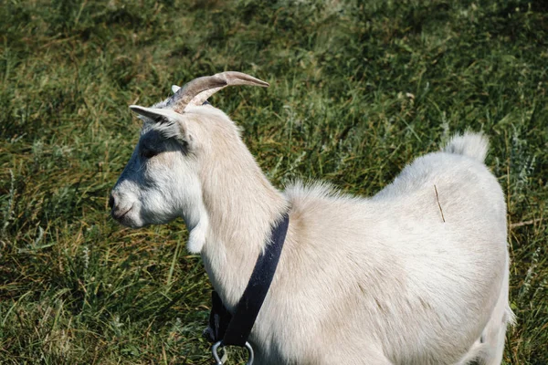 Pequena cabra branca pastando em um campo — Fotografia de Stock