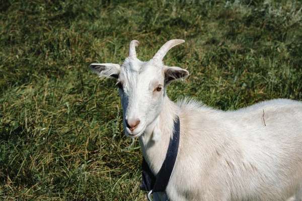 Pequena cabra branca pastando em um campo — Fotografia de Stock