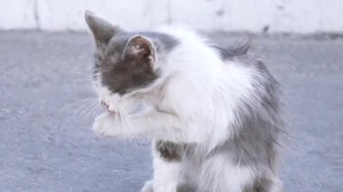 Beyaz kedi sokakta kendini yalıyor..