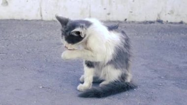 Beyaz kedi sokakta kendini yalıyor..