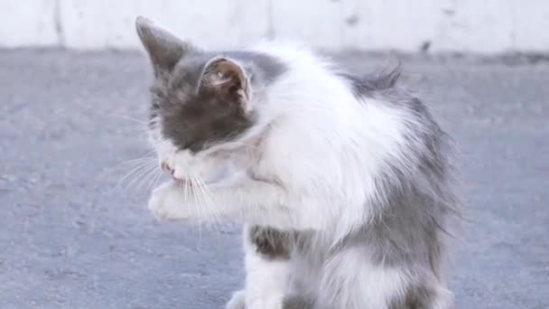 Weiße Katze leckt sich auf der Straße. — Stockvideo