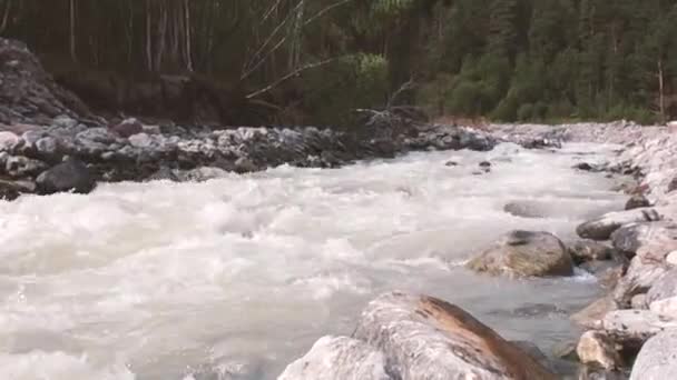 Running mountain river in the woods in the mountains — Stock Video