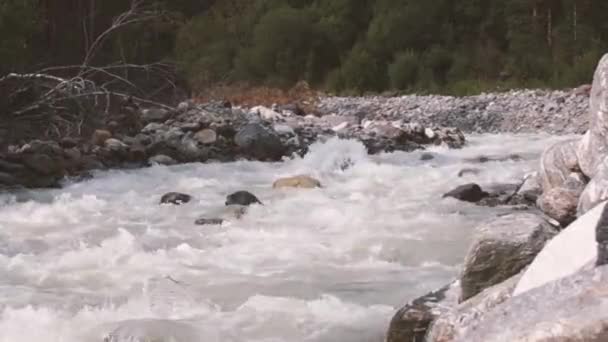 Fiume di montagna che scorre nei boschi in montagna — Video Stock