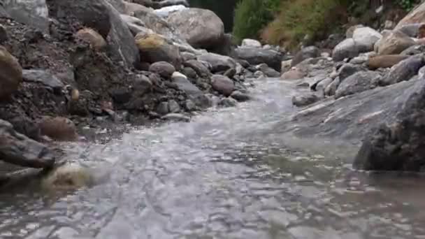 森の中を流れる浅い小川が. — ストック動画