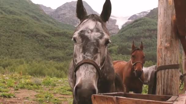 Un caballo blanco de pie en un corral entre las montañas — Vídeos de Stock