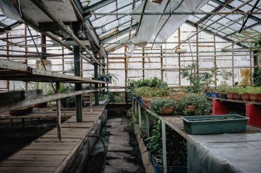 güneş sera içinde bir çiftlik