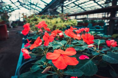 Serada bir demet çiçek ve bitki. oda ışık doğada yeşil bitkiler