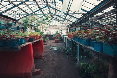 güneş sera içinde bir çiftlik