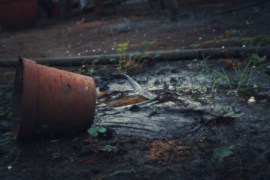 Beyaz arka plan karşı kırık bir saksı genç bitki