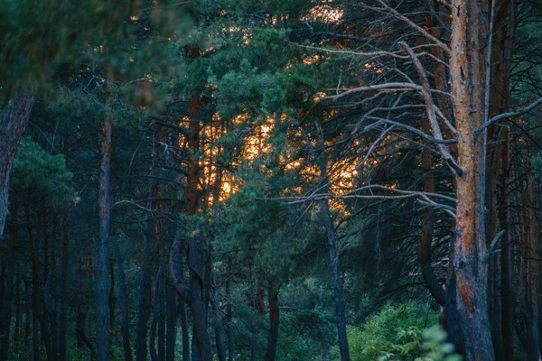 Belle forêt verte. Forêt de pins — Photo