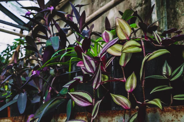 Ein Strauß Blumen und Pflanzen im Gewächshaus. grüne Pflanzen im Raum beleuchten die Natur — Stockfoto