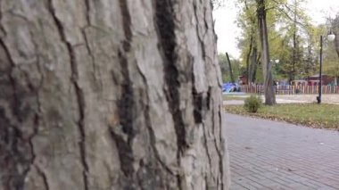 Rusya. 29 Eylül 2019. Ağaçtan parktaki insanlara sorunsuz geçiş.