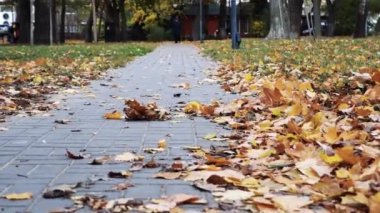 Sonbahar Parkı 'ndaki kameranın yumuşak hareketi yol boyunca yapraklarla kaplı.