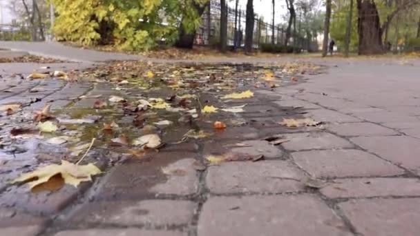 Foglie autunnali cadute che galleggiano nell'acqua della pozza sotto la pioggia. Autunno Natura sfondo — Video Stock