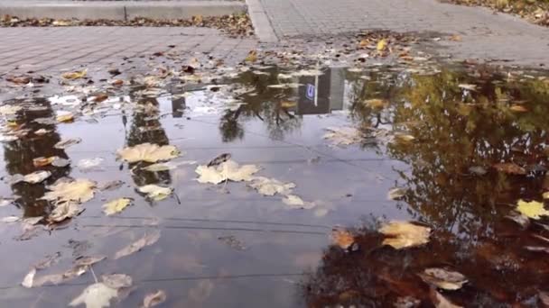 雨で水たまりの水に浮かんでいる秋の葉を落ちた。秋の自然の背景. — ストック動画