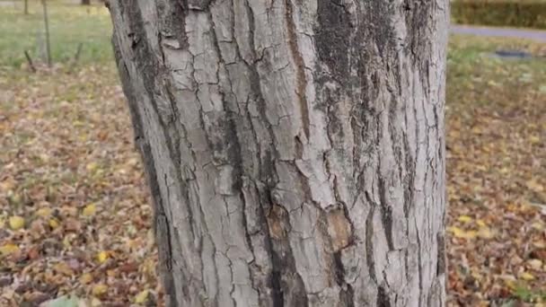 한 나무의 아래에서 위로 부드럽게 움직 이는 카메라. — 비디오