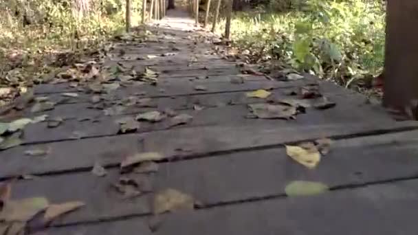 La cámara se mueve a lo largo de un puente de madera en el bosque cerca de los pantanos — Vídeos de Stock