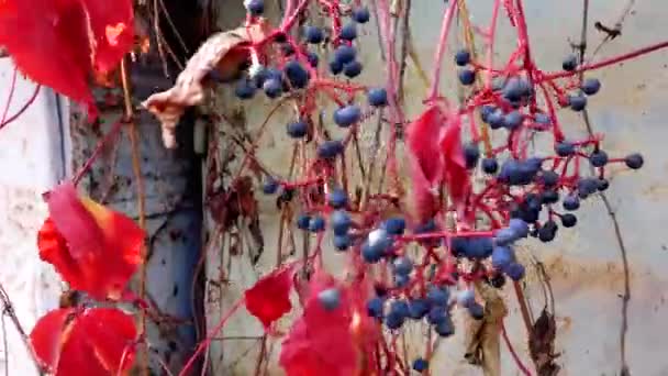 Blåbär hängande i kluster på grenarna — Stockvideo
