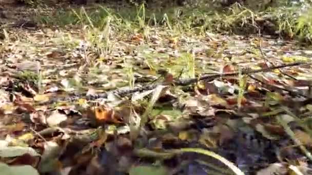 Bakgrund av smutsigt vatten i floden och gröna blad. — Stockvideo