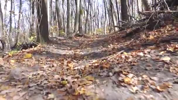Kamera opada w dół liściastej ścieżki w lesie — Wideo stockowe
