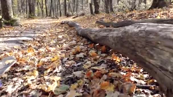 La caméra se déplace le long d'un vieil arbre abattu dans la forêt d'automne — Video