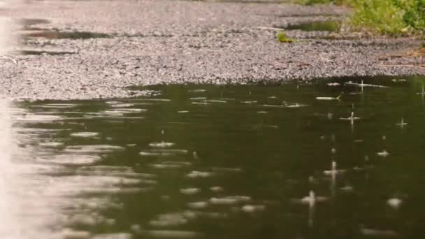 Весняний дощ потрапляє на асфальтовану стежку — стокове відео