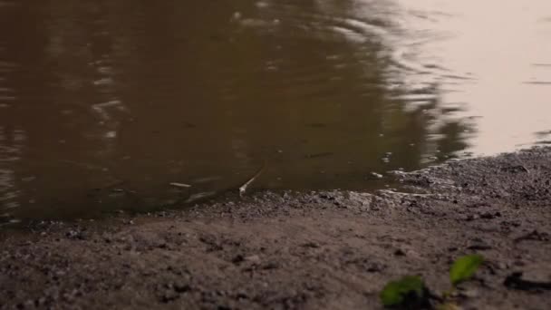 滴落在雨中的水坑里 — 图库视频影像