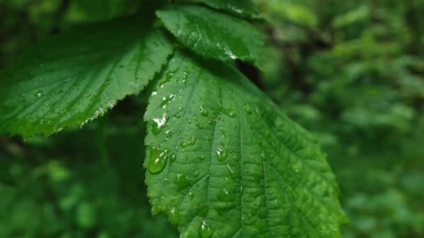 Ліс після дощу з краплями води на листках дерев — стокове відео