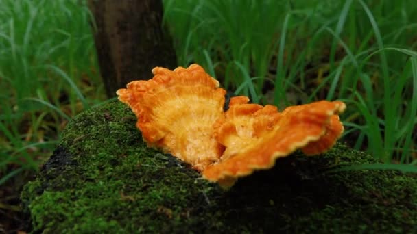 Ένα πορτοκαλί μανιτάρι που φυτρώνει στο κούτσουρο ενός κομμένου δέντρου — Αρχείο Βίντεο