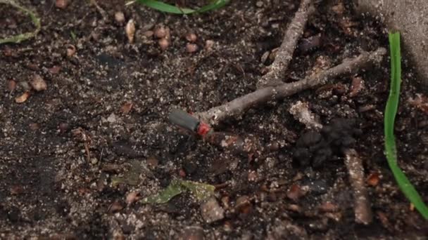 Een kleine kakkerlak kruipt op de grond. van dichtbij. — Stockvideo