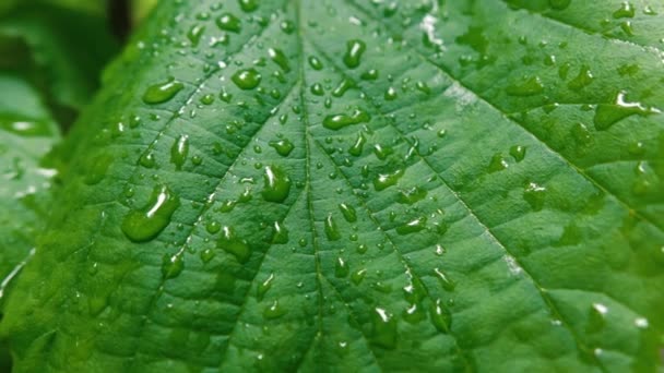 Gouttes d'eau sur les feuilles vertes dans la forêt après la pluie — Video