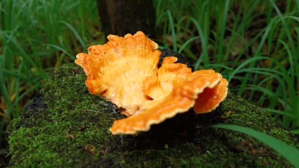 un champignon orange poussant sur la souche d'un arbre abattu