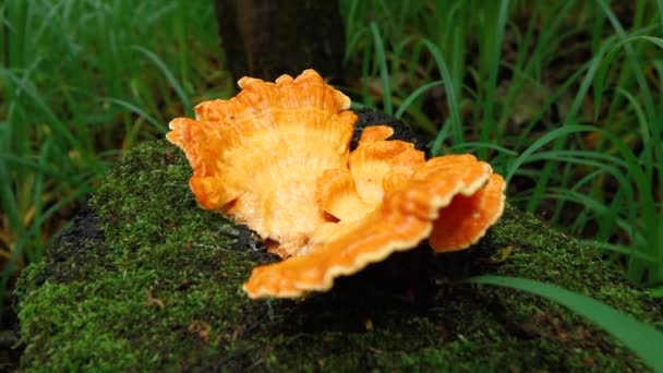 Pomerančová houba rostoucí na pařezu pokáceného stromu — Stock video