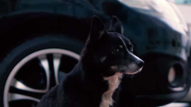 작은 검은 뜰 개가 차 옆에 서 있다. 가까이 서 — 비디오