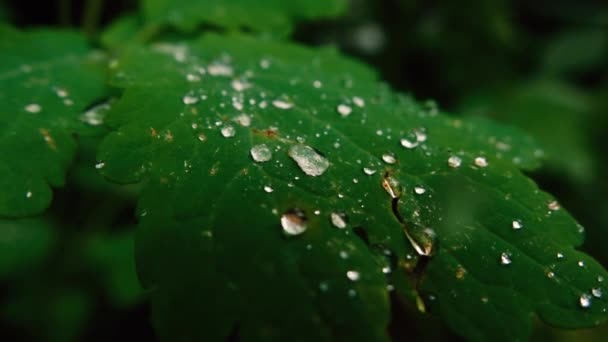 비가 내린 후 숲 속 나뭇잎에 있는 물 — 비디오