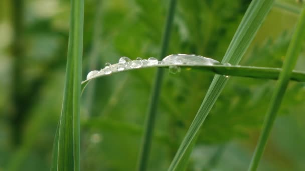 Rosée sur l'herbe par une journée ensoleillée — Video