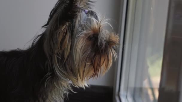 El Yorkshire Terrier ladra y huye — Vídeo de stock