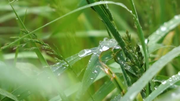 Wysoka trawa pokryta jest kroplami wody po deszczu — Wideo stockowe