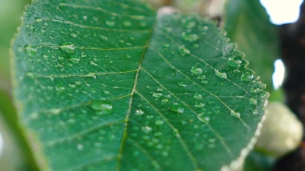 Een man die de bladeren van bomen water geeft. close-up — Stockvideo