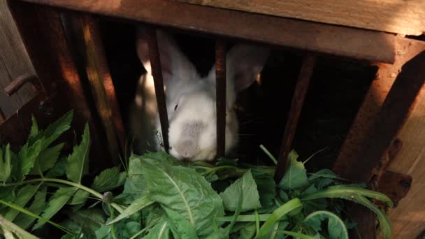 Rabbit eats grass sitting in a cage — Stock Video