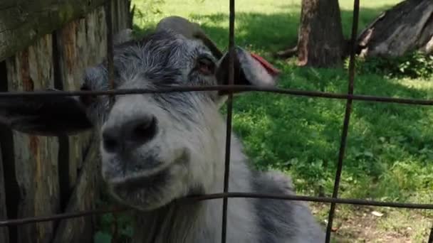 Uma cabra bate a cabeça através de uma gaiola em um jardim zoológico — Vídeo de Stock