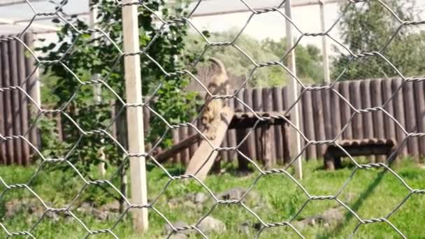 동물원에 있는 표범이 카메라 앞으로 뛰어가다 — 비디오