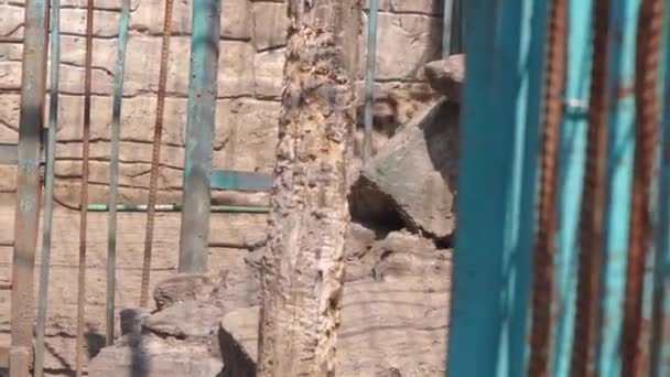 Hienas sentadas en una jaula — Vídeos de Stock