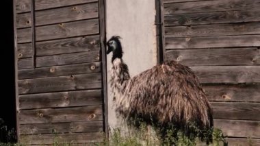 Büyük bir EMU kuşu evin içinde yürüyor.