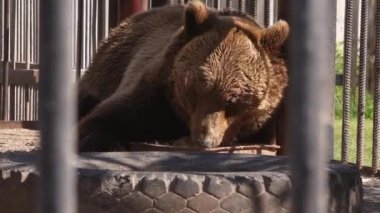 Kahverengi ayı hayvanat bahçesinde bir kafeste oturuyor.