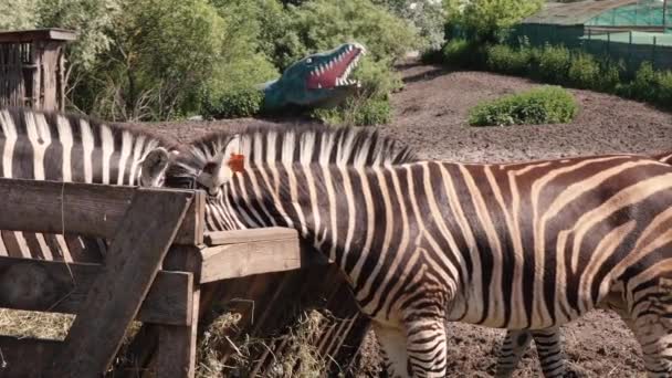 Zebra 's eten hooi op het gazon — Stockvideo